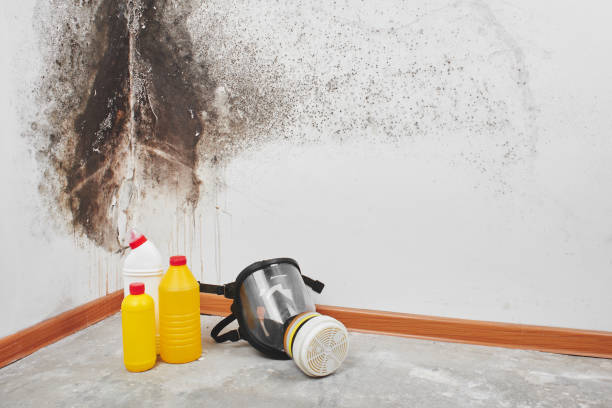 Best Emergency Mold Remediation in Roeland Park, KS