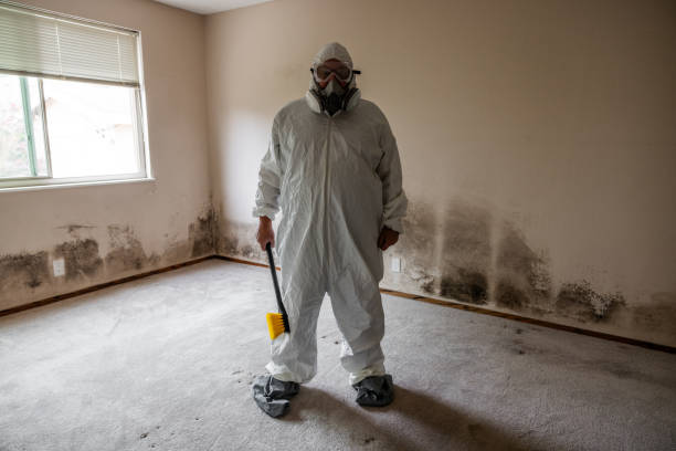 Best DIY Mold Remediation Support Services in Roeland Park, KS